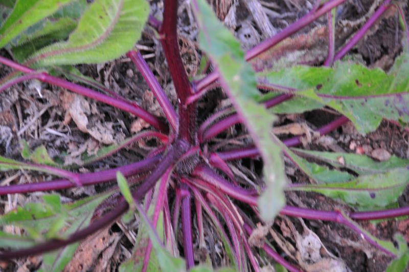 Helminthotheca echioides
